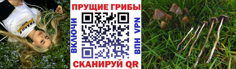 где найти   Алексеевка  Псилоцибиновые грибы Magic Shrooms 